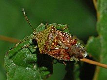 Акантосоматид - Elasmucha grisea-001.JPG