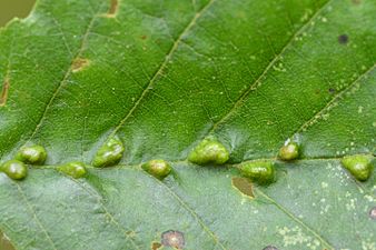 Aceria nalepai on Alnus glutinosa