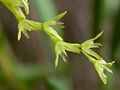 Acianthera caldensis flowers