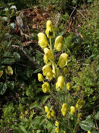 <i>Aconitum anthora</i> Species of plant