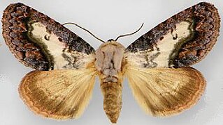 May 21: the moth Acontia ruffinellii
