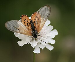 Acraea horta