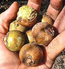 Fruit of Acrocomia aculeata Acrocomia mexicana-fruits-1.jpg