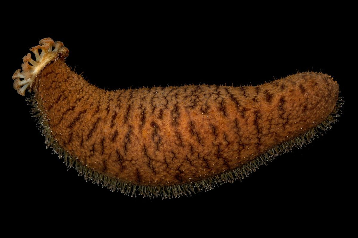 orange sea cucumber