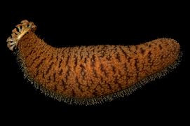 Sea cucumber