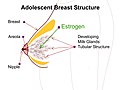 Category:Anatomy of female human breasts - Wikimedia Commons