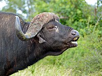 African Buffalo (Syncerus caffer) male in "Flehmen" attitude (13583690785).jpg