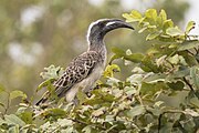 African grey hornbill (Tockus nasutus nasutus) male.jpg