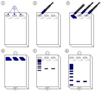 Agarose-Gelelektrophorese