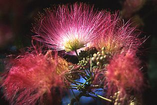 Flowers of the "silk tree" (Albizia julibrissin) have many long thread-like stamens