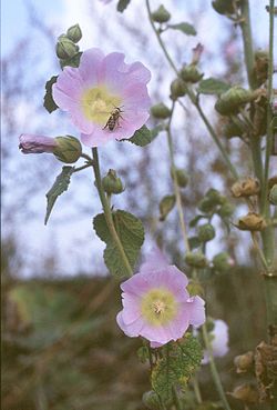 Alcea biennis1.jpg