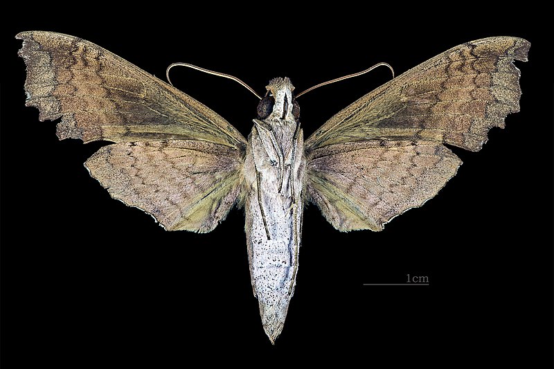 File:Aleuron carinata MHNT CUT 2010 0 144 Guyane female ventral.jpg