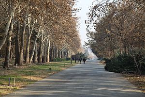 Alley in Tehran Botanical garden 2016.jpg