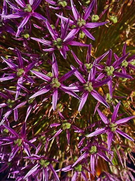 File:Allium giganteum 002.JPG