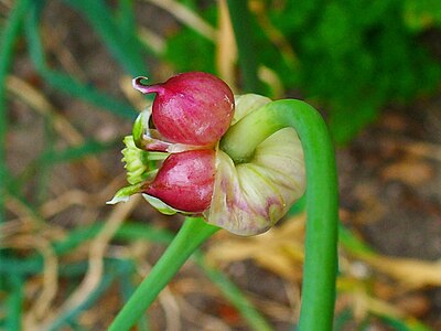 Allium sativum Bulbilbs