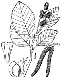 Alnus viridis sinuata drawing.png