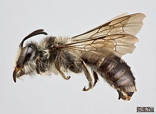 <i>Alocandrena</i> Genus of bees