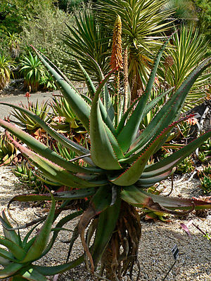 Aloe africana 1.jpg