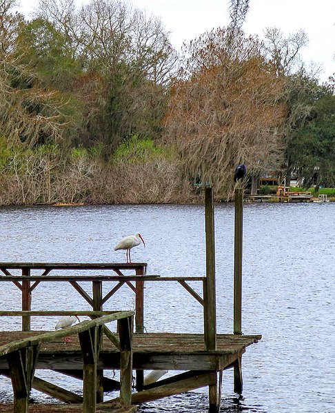 File:American White Ibises hanging out on a dock in Floral City - panoramio.jpg