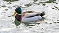 * Nomination Male mallard in the Rhine in Basel --Valo139 19:49, 3 January 2023 (UTC) * Withdrawn While taking moving animals, try to use atleast 1/250s as your shutter speed. Otherwise you will have blur in your images. --Fabian Roudra Baroi 06:33, 9 January 2023 (UTC)