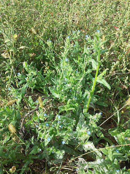 File:Anchusa arvensis subsp. orientalis sl65.jpg