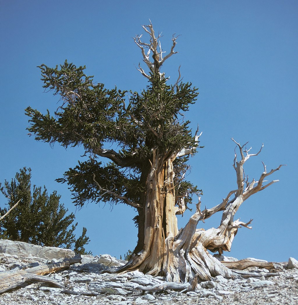 1024px-Ancient_bristlecone_pine%2C_Pinus_longaeva_%2833174404341%29.jpg