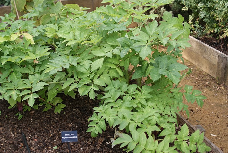 File:Angelica archangelica in Museum of the Home.jpg