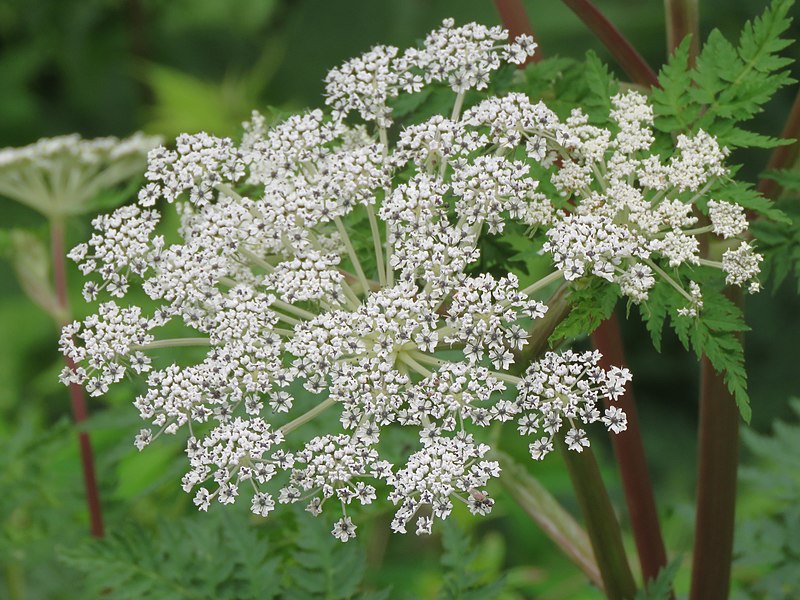 File:Angelica archangelica subsp. himalaica on way from Govindghat to Gangria at Valley of Flowers National Park - during LGFC - VOF 2019 (9).jpg