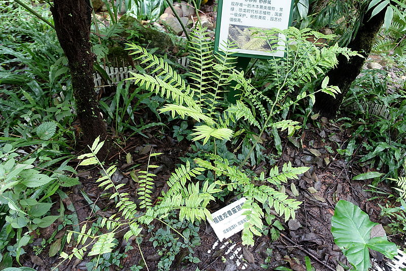 File:Angiopteris fokiensis - Chengdu Botanical Garden - Chengdu, China - DSC03225.JPG