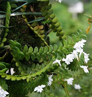 <i>Angraecum distichum</i> Species of orchid