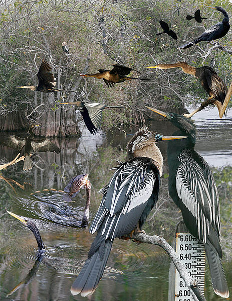 File:Anhinga From The Crossley ID Guide Eastern Birds.jpg