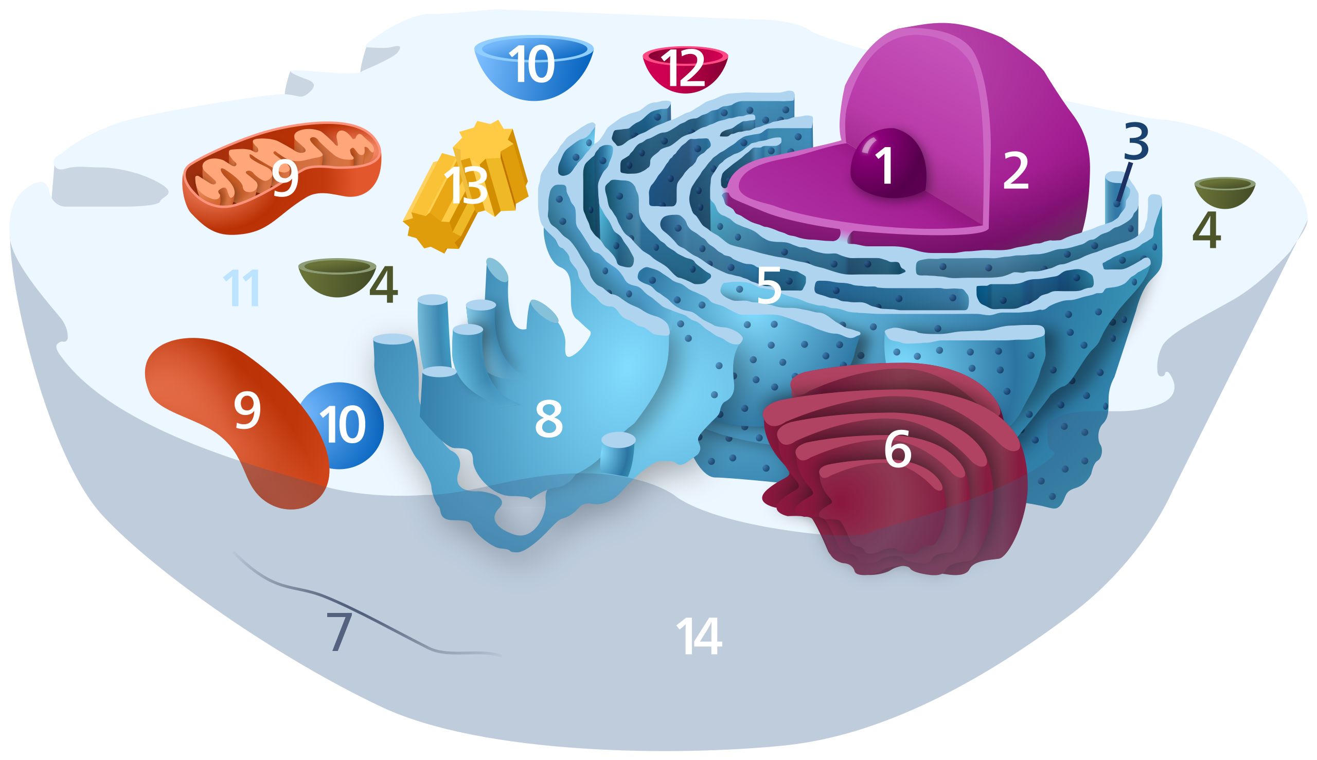 3d animal cell diagram without labels