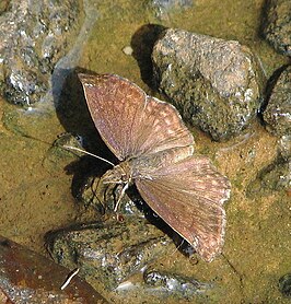 Anisochoria sublimbata