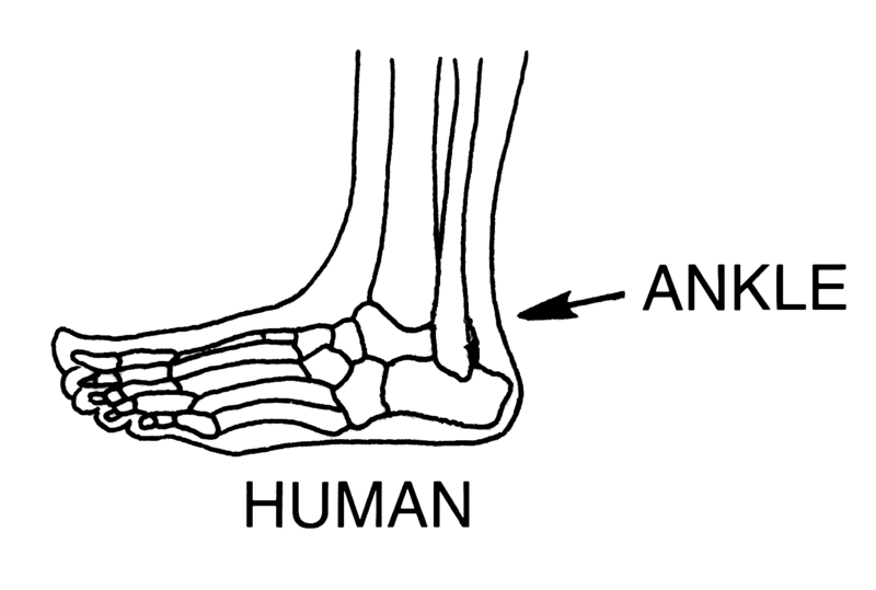 File:Ankle (PSF).png