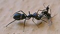 Myrmarachne feeding on an ant queen