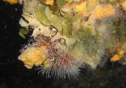Antenella sp. (Hydrozoa) (Croatie)