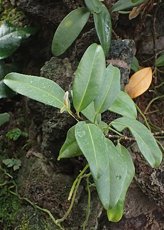 <i>Anthurium scandens</i>