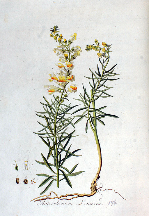Antirrhinum linaria — Flora Batava — Volume v3