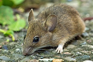 Wood mouse Species of rodent