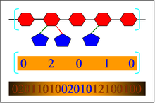 The sequence of branching information in an arabinoxylan molecule. The carbohydrate structure is expressed as a sequence of numbers representing the branches in the main chain. As the complexity of the chain increases, the numerical representation of the carbohydrate becomes more complex. ArabinoXylanBranchingSequence.PNG