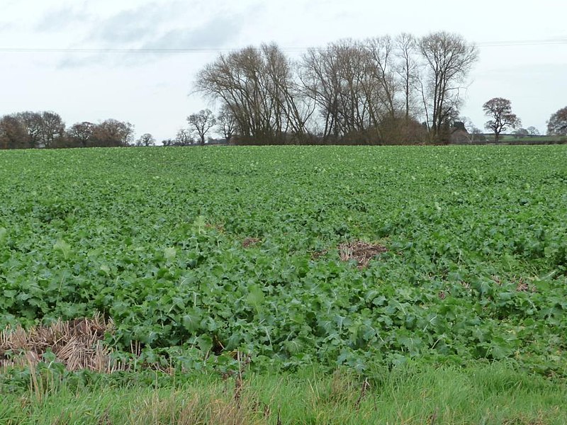 File:Arable farmland west of Syerscote Manor - geograph.org.uk - 4762175.jpg