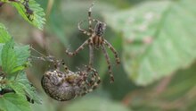 Fil: Araneus diadematus - parningsbeteende - long.ogv