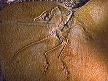 2020 - "Eichstätter eksemplar" av Archaeopteryx