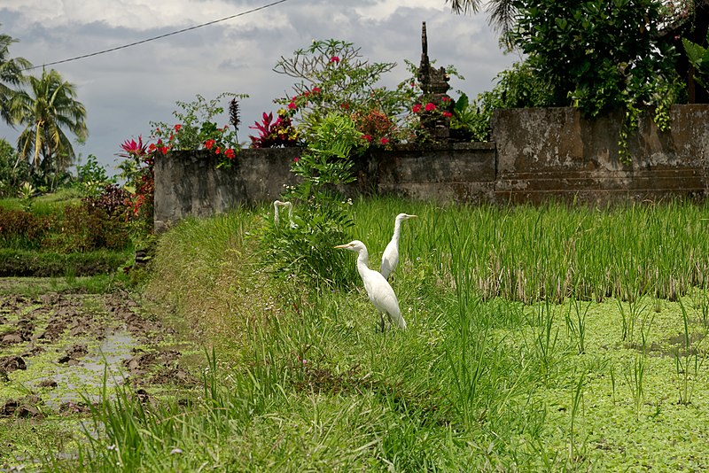 File:Ardea alba modesta, paddy fields in Ubud, Bali, 20220823 1045 0405.jpg