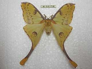 <i>Argema kuhnei</i> Species of moth