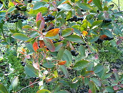 Melnaugļu aronija (Aronia melanocarpa)