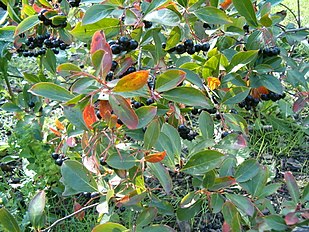 Fruits and Leaves