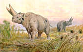 Arsinoitherium hharder.png