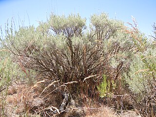 <i>Artemisia tripartita</i> species of plant