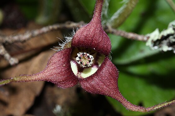 Asarum caudatum 1112.JPG